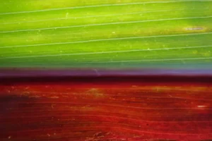 Maisblatt Gruenrot