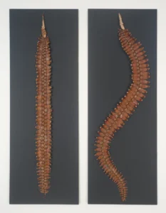 Fossilie 1 2 2024