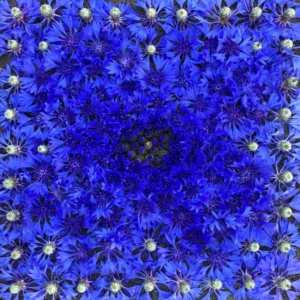 Kornblume